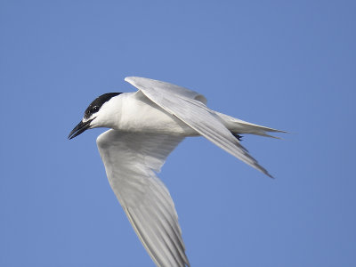 gull-billed tern BRD1352.JPG