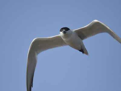 gull-billed tern BRD1370.JPG