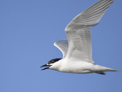 gull-billed tern BRD1351.JPG