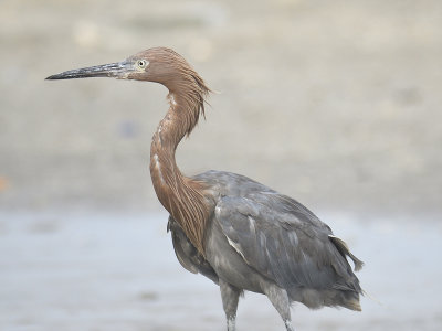 reddish egret BRD1564.JPG