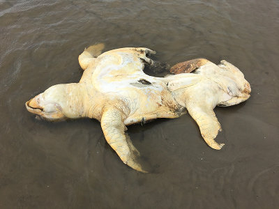 loggerhead turtle 2.JPG