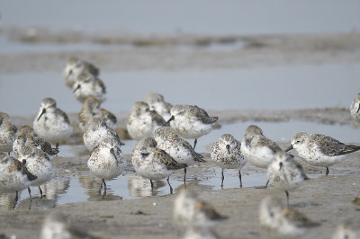 western sandpiper BRD1625.JPG