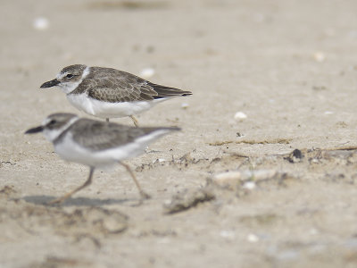 wilson's plover BRD1719.JPG