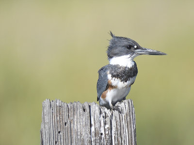 belted kingfisher BRD1840.JPG