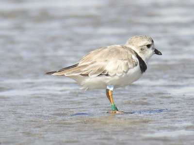 piping plover band BRD1890.JPG