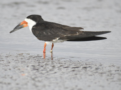 black skimmer BRD2070.JPG