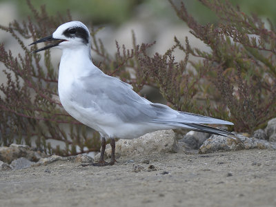 forster's tern BRD2184.JPG