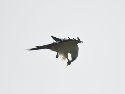 swallow-tailed kite BRD2294.JPG
