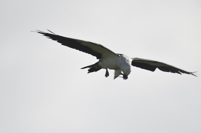swallow-tailed kite BRD2286.JPG
