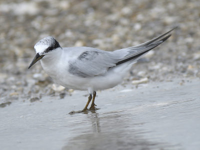 least tern BRD2645.JPG