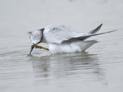 least tern BRD2648.JPG