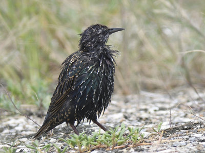 european starling BRD2582.JPG