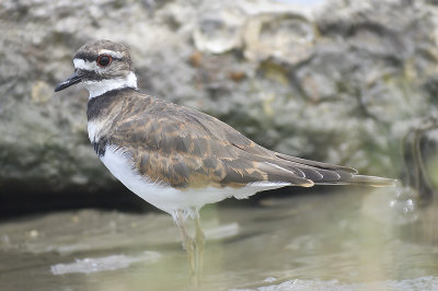 killdeer BRD2574.JPG