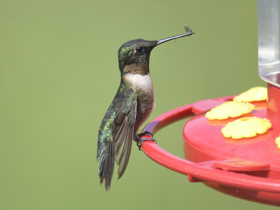 ruby-throated hummingbird BRD2706.JPG