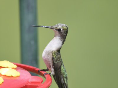 ruby-throated hummingbird BRD2762.JPG