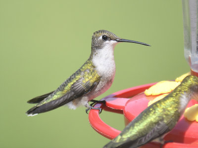 ruby-throated hummingbird BRD2798.JPG