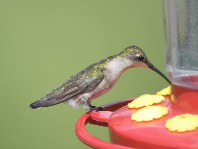 ruby-throated hummingbird BRD2828.JPG