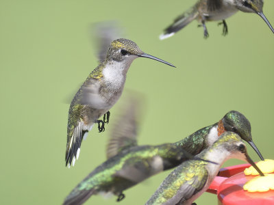 ruby-throated hummingbird BRD2878.JPG