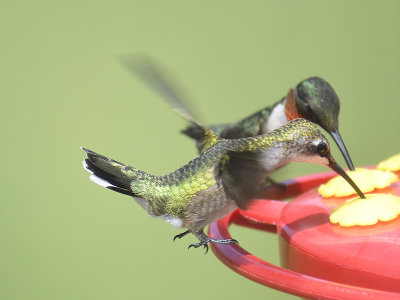 ruby-throated hummingbird BRD2892.JPG