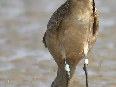 marbled godwit BRD3062.JPG