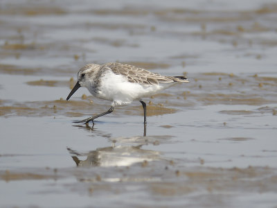 western sandpiper BRD3051.JPG