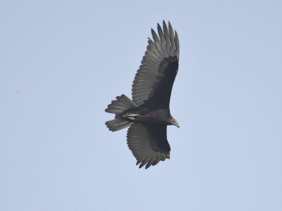 turkey vulture BRD3239.JPG