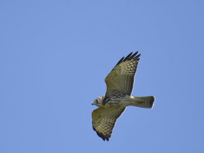 broad-winged hawk BRD3558.JPG
