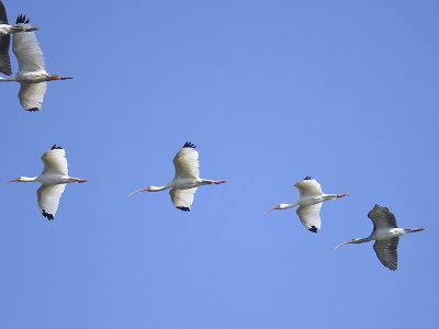 white ibis BRD3631.JPG