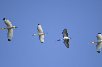 white ibis BRD3632.JPG