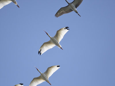 white ibis BRD3770.JPG