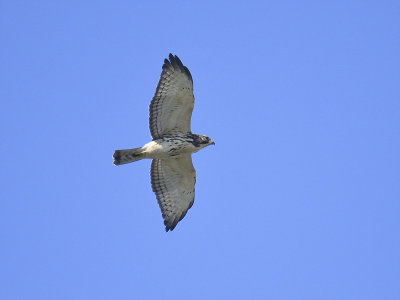 broad-winged hawk BRD3648.JPG