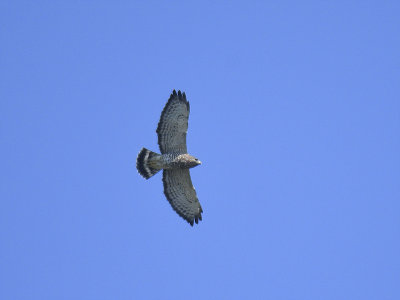 broad-winged hawk BRD3673.JPG