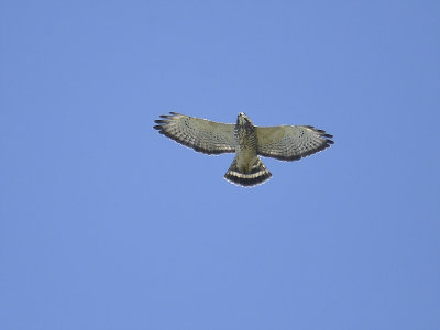 broad-winged hawk BRD3856.JPG