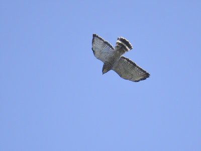 broad-winged hawk BRD3886.JPG