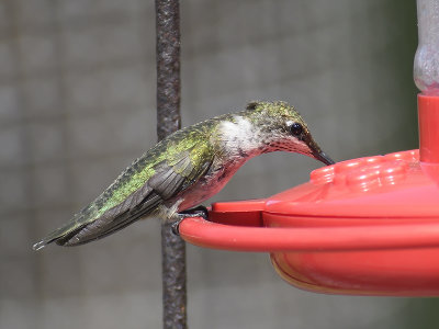 ruby-throated hummingbird BRD4122.JPG