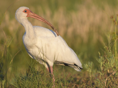 white ibis BRD4041.JPG