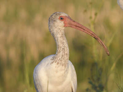 white ibis BRD4047.JPG