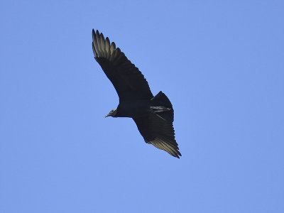 black vulture BRD4359.JPG