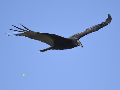 turkey vulture BRD4225.JPG