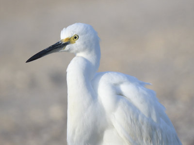 snowy egret BRD4398.JPG