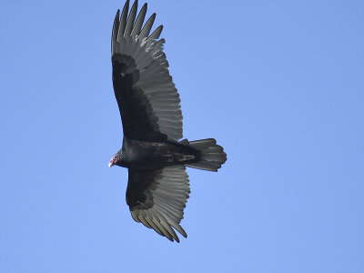 turkey vulture BRD4421.JPG