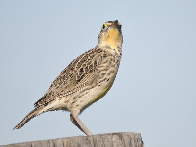 1710b_eastern_meadowlark