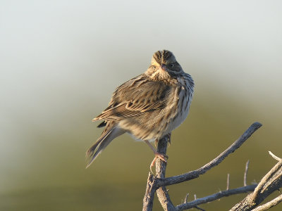 savannah sparrow BRD4581.JPG