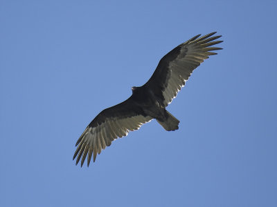 turkey vulture BRD4699.JPG