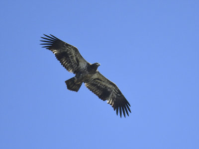 bald eagle BRD5643.JPG