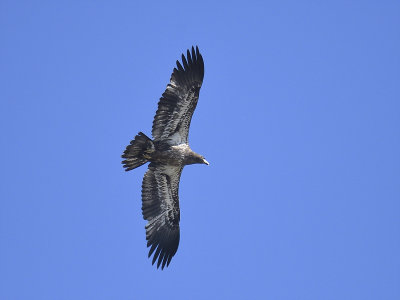 bald eagle BRD5647.JPG