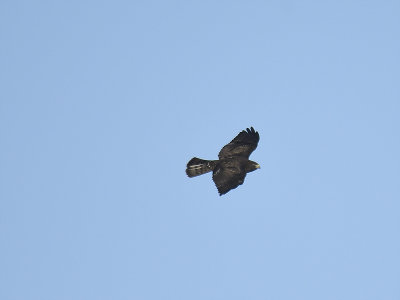 broad-winged hawk dark BRD4996.JPG