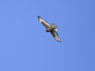 broad-winged hawk dark BRD5088.JPG