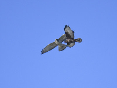 broad-winged hawk dark BRD5092.JPG