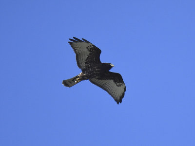 broad-winged hawk dark BRD5108.JPG